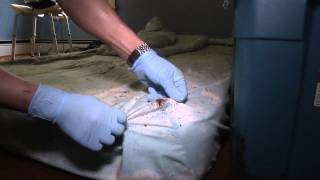 Heavy Bed Bug Infestation in a Singlefamily Home [upl. by Clari883]