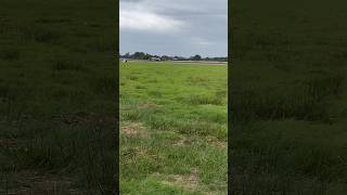 FORD GT40 TOP SPEED RUN AT ELVINGTON RUNWAY ford gt40 runaway shorts [upl. by Teresina]