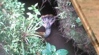 FAKE IMAGES  Five headed snake found in india [upl. by Ttehr588]