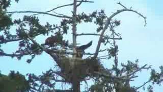 BALD EAGLES 3 YOUNG EAGLETS READY TO FLEDGEWHAT EXCITEMENT [upl. by Noseaj]