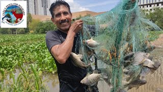 TARRAYASOS LLENOS DE MOJARRAS GRANDES Rio humaya Culiacán Sinaloa México [upl. by Blanca]