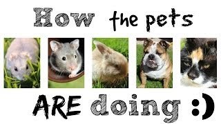 How the pets are doing   Vlogs [upl. by Oram]