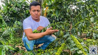 Tips Para Hacer Una Buena Finca Cafetera [upl. by Kermit441]