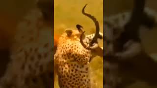 Gazelle Vs Cheetah Survival [upl. by Chabot49]