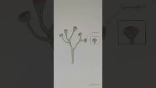 Sketch of a plant that went extinct millions of years ago called the Cooksonia [upl. by Ellenyl]