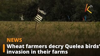 Wheat farmers decry Quelea birds’ invasion in their farms [upl. by Lagas]