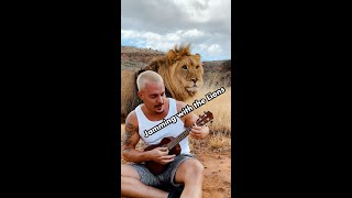 PLAYING MY UKULELE WITH THE LIONS shorts [upl. by Berton680]