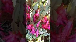 Christmas Cactus flowers കണ്ടീട്ടുണ്ടോchristmascactus cactusflower cactusflowers [upl. by Lynelle577]