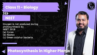 Oxygen is not produced during photosynthesis by NEET 2018 a Cycas b Nostoc c Green sulphur [upl. by Edmanda848]