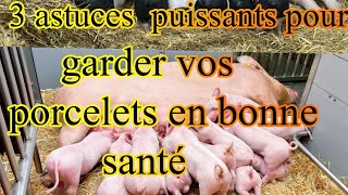 Garder vos 🐷 porcs en bonne santé  voici les astuces [upl. by Deana912]