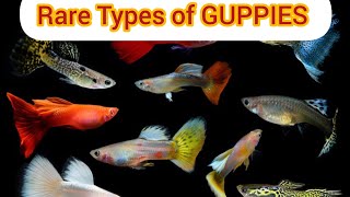 Types of Guppy Fish ll Guppy Fish Varieties ll different Types of GUPPIES llFancy variety of Guppies [upl. by Nicol187]