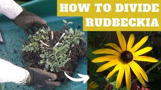 How to Divide Perennial Rudbeckia  Dividing Rudbeckia fulgida deamii  Splitting Black Eyed Susan [upl. by Broeker]