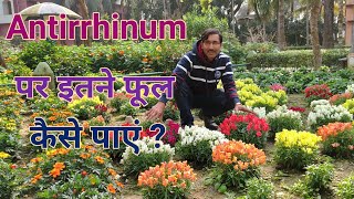 Antirrhinum मे इस तरह से बहूत सारे फूल पाने का तरीका जानिए  Get Maximum flowers in Antirrhi [upl. by Agarhs]