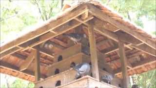 A traditional pigeon loft  pigoen house [upl. by Atiner]