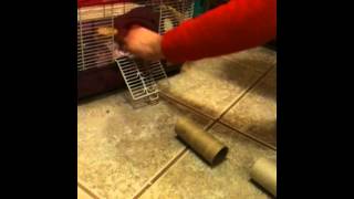 OUR HAMSTERS DOING REALLY COOL TRICKS [upl. by Newby]