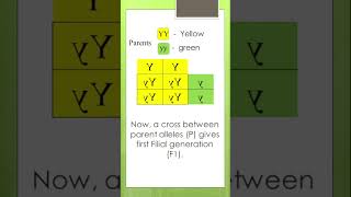 What a Monohybrid Cross looks like  Concepts of Biology learnwithgs [upl. by Aleta]