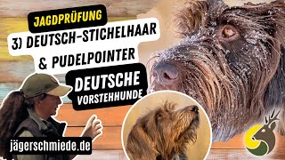 3 DeutschStichelhaar amp Pudelpointer Deutsche Vorstehhunde  💡 Wissen für deine Jagdprüfung [upl. by Ardet]