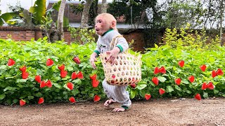 Super monkey Bibi harvests strawberries to surprise Mom [upl. by Nonnairb97]