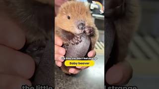 Girl adopts a homeless baby beaver Beaver Animalquot shortvideo [upl. by Nyssa]