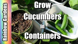 Cucumbers in Containers First Large Harvest amp How to ID Downy Mildew [upl. by Arriaet]