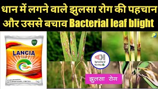 धान की फसल मे झुलसा रोगBacterial leaf blightधान मे फफूँद रोग और इलाजLANCIATricyclazole15WP2021 [upl. by Lenoj]