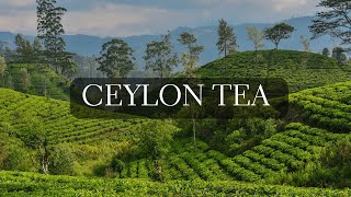 The Art of Ceylon Tea 🇱🇰 Exploring Sri Lankas Tea Country and Learning History of Ceylon Tea [upl. by Nesila126]