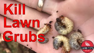 How To Kill And Prevent African Black Beetle In The Lawn  Lawn Grubs [upl. by Ilise39]