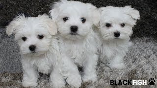 I cuccioli di MALTESE [upl. by Eustatius470]