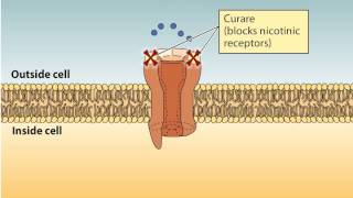 acetylcholine pathway animation [upl. by Rust]