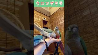 椅子取りゲーム greencheekconure ウロコインコ birds conure ウロコインコ多頭飼い parrot parakeet 中型インコ [upl. by Akirderf733]