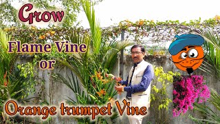 Grow Flame Vine or Orange Trumpet Vine Just Without any Care [upl. by Nelan46]