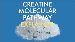 What is creatine and how does it work [upl. by Skippy]