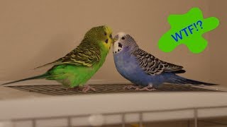 Crazy Talking Parakeets Play Atop The Cage [upl. by Burta]