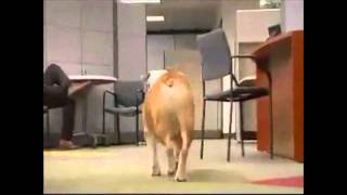 Fellowes Office Paper Shredder Bulldog Commercial Video [upl. by Heinrik]