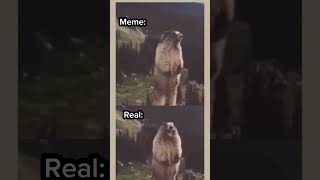 Meme vs Real  😂 Aaaa Meme meme shorts aaasound ytshorts [upl. by Sirob752]