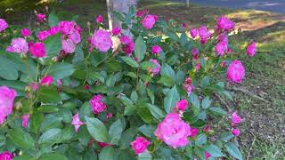 Polyantha Rose  La Marne [upl. by Sladen]