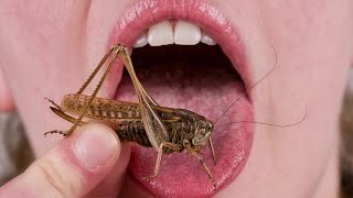 People Eat Insects For The First Time [upl. by Dnomhcir]