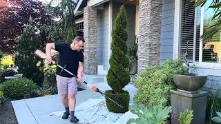 How to Train and Trim Topiary Arborvitae Spiral Tree [upl. by Ytsihc]