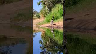 The ringtailed lemur  Lemur catta Rabat zoo 2024 [upl. by Ellac]