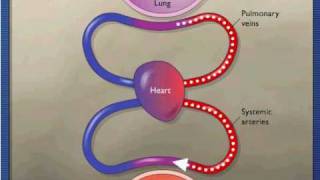 Gas Exchange During Respiration [upl. by Eirallih456]