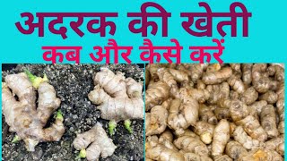 अदरक की खेती कब और कैसे की जाती l Ginger Farming in India l अदरक की खेती कैसे करते हैं l [upl. by Nilyahs]