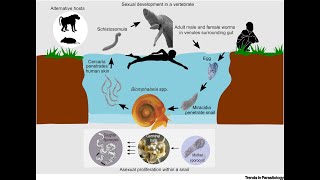 Schistosoma mansoni [upl. by Llenol]