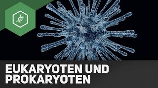 Was sind eukaryotische und prokaryotische Zellen [upl. by Collar]