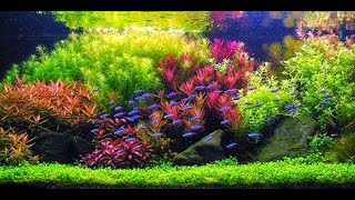 STEP BY STEP AQUASCAPE DUTCHSTYLE [upl. by Danit795]