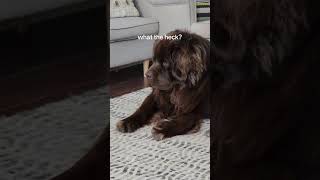 Newfoundland dog and kitten are the best of friends [upl. by Oinimreh]