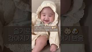 목청 큰 강아지언니 덕분에 강하게 크는 4개월 아기 👶🏻 애개육아 아기릴스 아기 baby cute korea 아기와강아지 힐링영상 [upl. by Vinn]