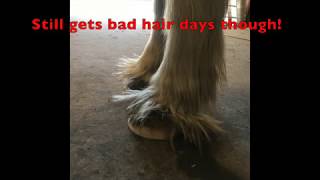 IS YOUR HORSE SUFFERING FROM LAMINITIS [upl. by Amadas]