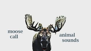 How A Moose Call  Sound Effect  Animation [upl. by Syla]