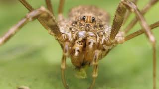 Opiliones harvestman grooming and eating [upl. by Sande44]