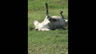 Git Up Pinto Pinto the internet famous horse plays dead [upl. by Nnairret133]